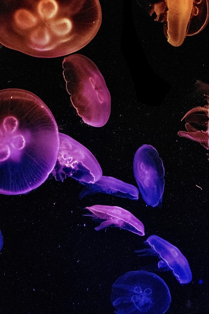 aquarium equipment retail shelves