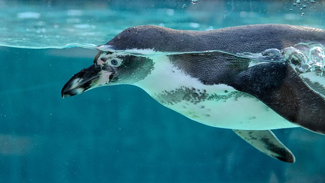 aquarium store counter consultation
