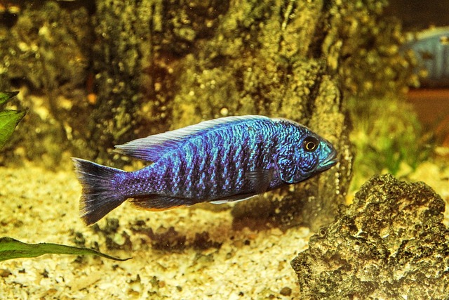 freshwater planted aquarium closeup